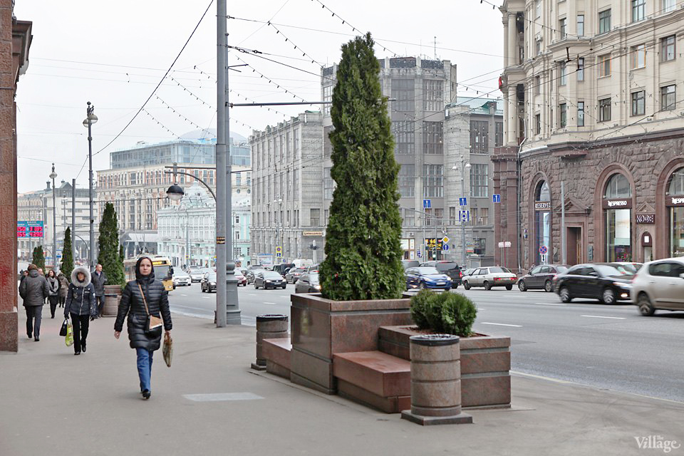 Погода в кадках. Липы на Тверской улице в Москве 2022. Липы в Москве на Тверской. Клены на Тверской улице. Озеленение Тверской улицы.